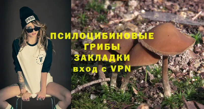 как найти закладки  Билибино  blacksprut   Псилоцибиновые грибы Psilocybe 